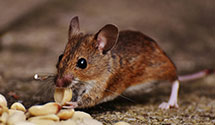 24 Hour & Emergency Exterminators in Middlebury Center, PA